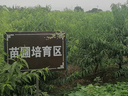 当涂桃园基地展示（一）