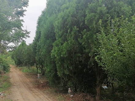 当涂桃园基地展示（五）